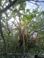 Tillandsia huamelulaensis