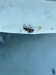 Heteroptera