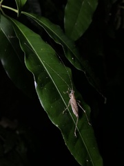 Phricta spinosa