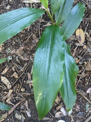 Alpinia