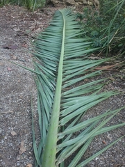 Phoenix canariensis