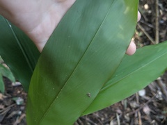 Alpinia