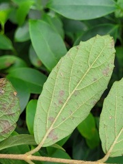 Viburnum luzonicum