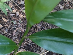 Alpinia