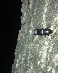 Dorcus hopei hopei