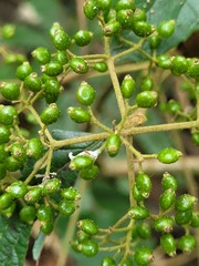 Viburnum luzonicum
