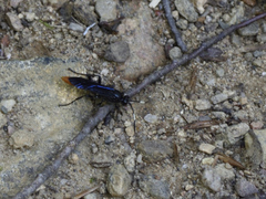 Protichneumon grandis