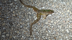 Lithobates sphenocephalus