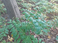 Polygonatum