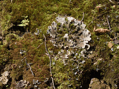 Peltigera canina