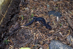 Plethodon montanus