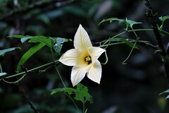 Momordica cochinchinensis