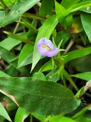 Bonnaya ruelloides