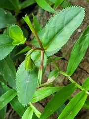 Bonnaya ruelloides