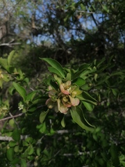 Wimmeria microphylla
