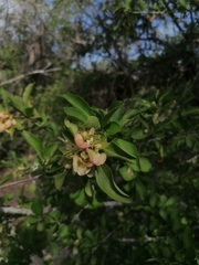 Wimmeria microphylla