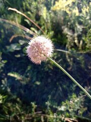 Allium strictum