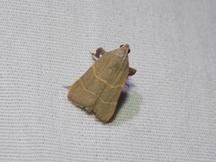 Parachma ochracealis