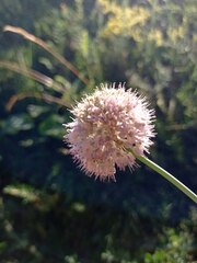 Allium strictum