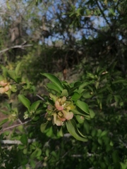 Wimmeria microphylla