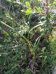 Allium strictum