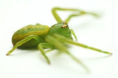 Diaea
