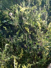 Allium strictum