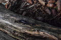 Desmognathus orestes