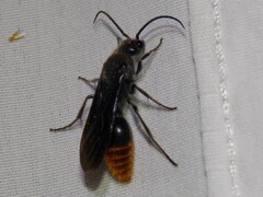 Sphaeropthalma marpesia