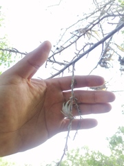 Tillandsia ionantha