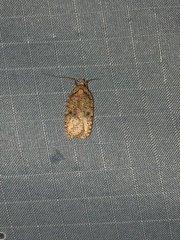 Agonopterix robiniella