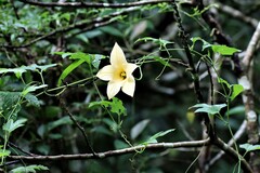 Momordica cochinchinensis