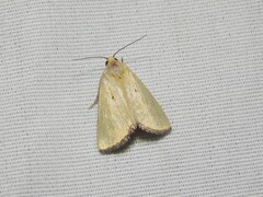 Marimatha nigrofimbria