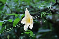 Momordica cochinchinensis