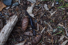 Desmognathus orestes