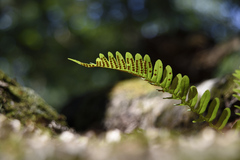 Polypodium virginianum