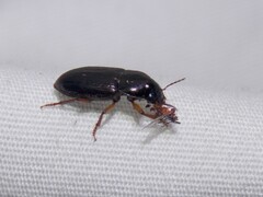 Selenophorus