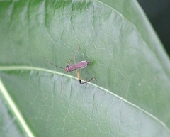 Alydidae