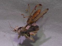 Dicromantispa interrupta