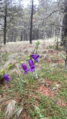 Penstemon gentianoides