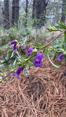 Penstemon gentianoides