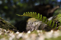 Polypodium virginianum