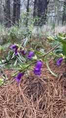 Penstemon gentianoides