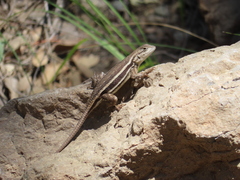 Sceloporus virgatus