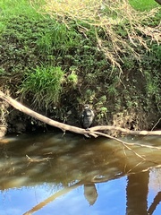 Phalacrocorax sulcirostris