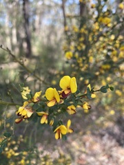 Bossiaea obcordata
