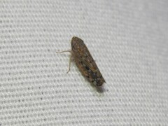 Osbornellus filamentus