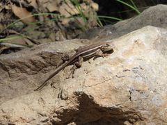 Sceloporus virgatus