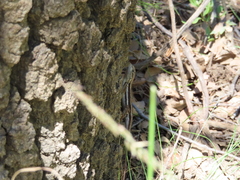 Sceloporus virgatus