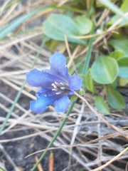 Gentiana newberryi